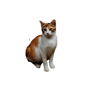 A Ginger And White Cat Sits Attentively On A Textured Urban Pavement Outdoors. 19232 - Cat PNG image with transparent background